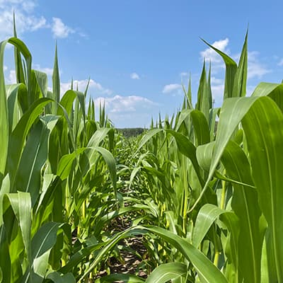 Our soil-enriching by-product